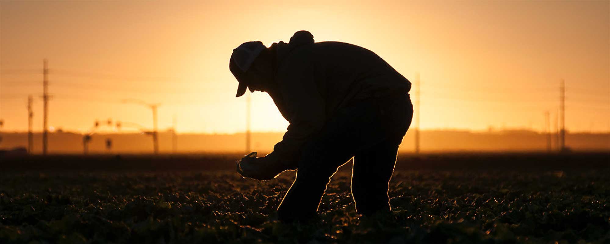 Fresh lettuce growing in vibrant Yuma, Arizona, highlighting Taylor Farms' commitment to quality produce.