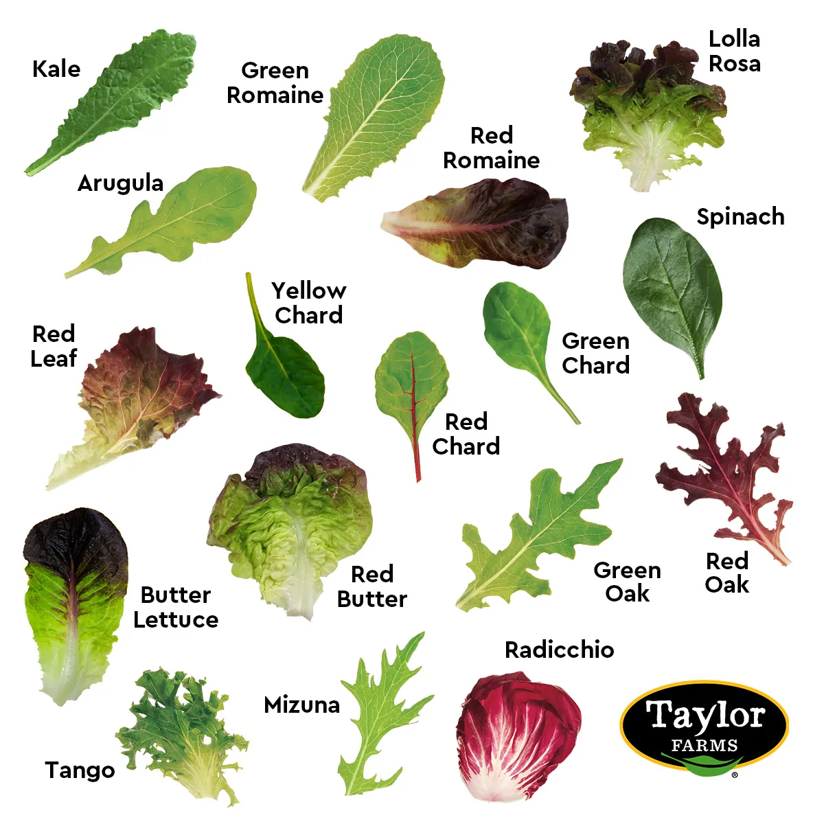 Taylor Farms spring mix lettuce leaf diagram