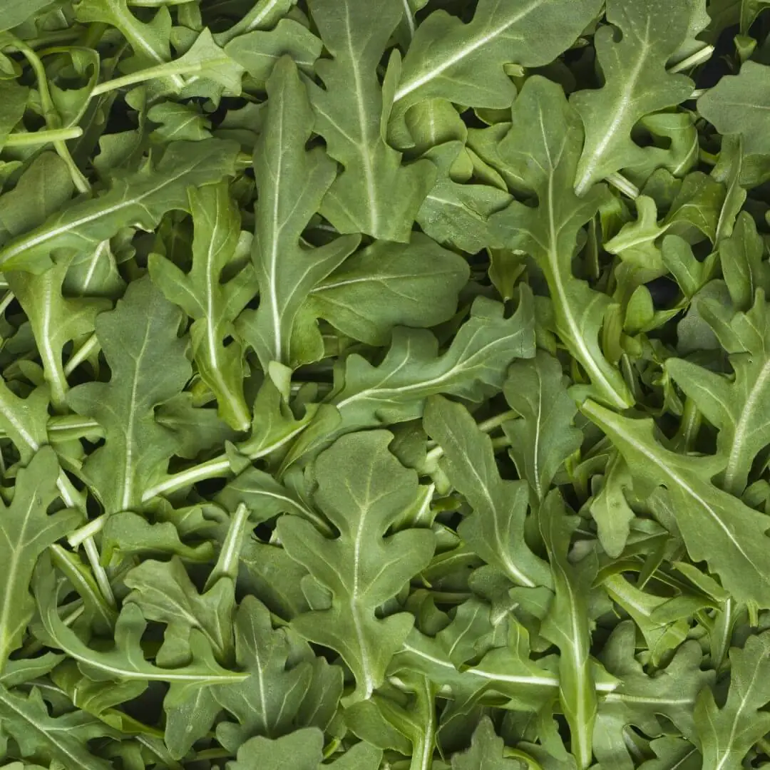 Fresh arugula leaves with vibrant green color, ready for salads and culinary dishes.