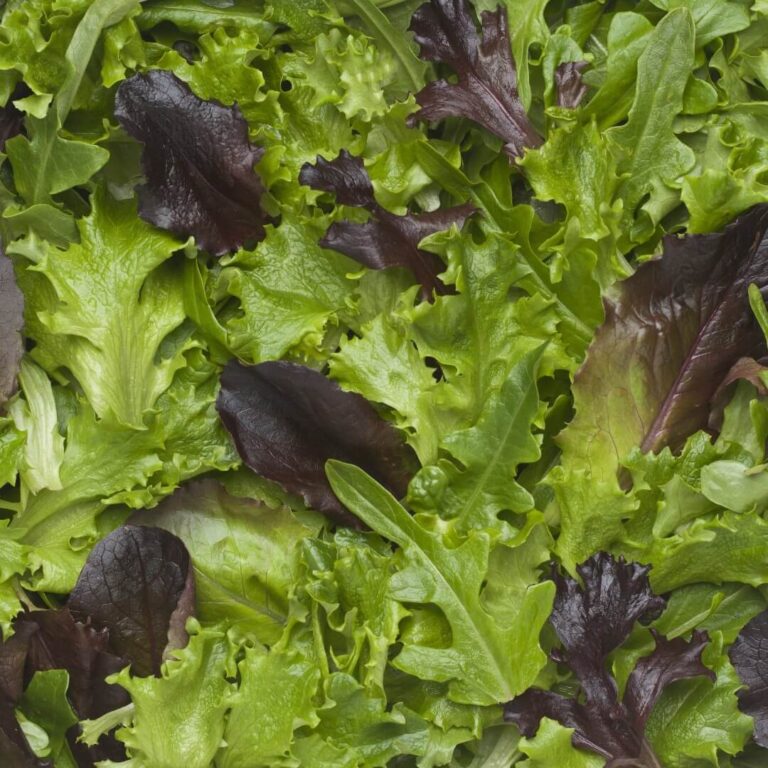 Fresh baby lettuces in a vibrant green mix, perfect for salads and healthy dishes.