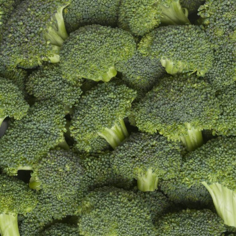 Fresh broccoli florets and mini stalks arranged attractively, ideal for healthy recipes and meal prep.
