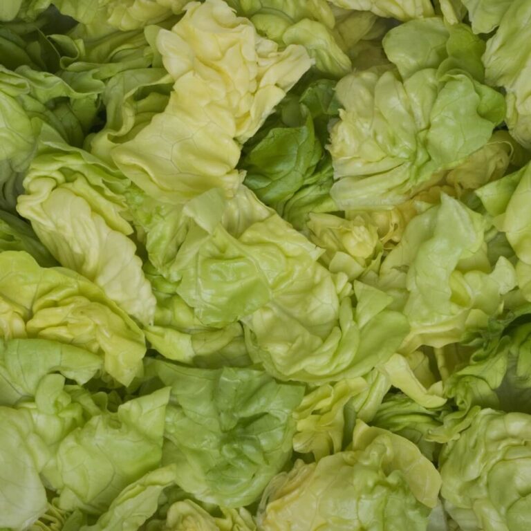 Fresh, green butter lettuce leaves, ideal for salads and healthy dishes.
