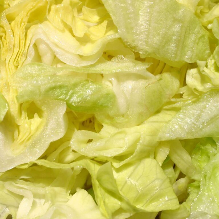 Fresh and crisp iceberg lettuce head, ideal for salads and sandwiches, showcasing vibrant green leaves.