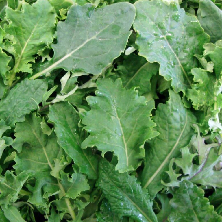 Fresh, vibrant kale leaves perfect for salads and nutritious meals.