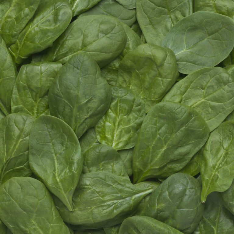 Fresh spinach leaves in a vibrant green color, perfect for salads and healthy recipes.