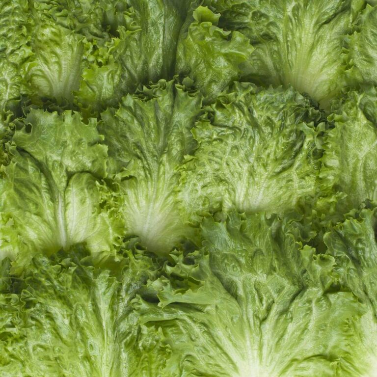 Fresh green leafy vegetables, ideal for salads or healthy meals, showcasing vibrant colors and crisp texture.