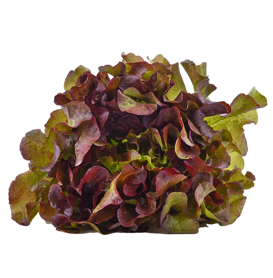 Fresh and vibrant salad mix featuring leafy greens, carrots, and colorful vegetables from Taylor Farms.