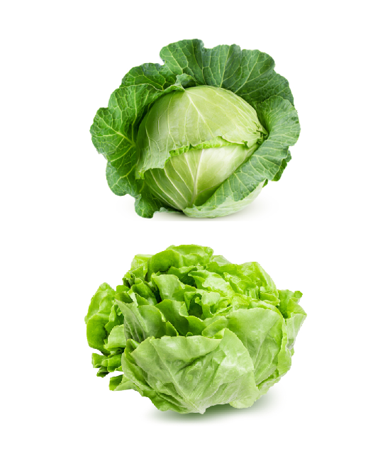 Comparison of cabbage and lettuce varieties with vibrant colors and textures.