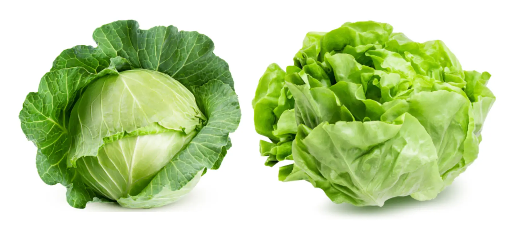 Cabbage and lettuce comparison showcasing nutritional benefits and uses in salads and dishes.