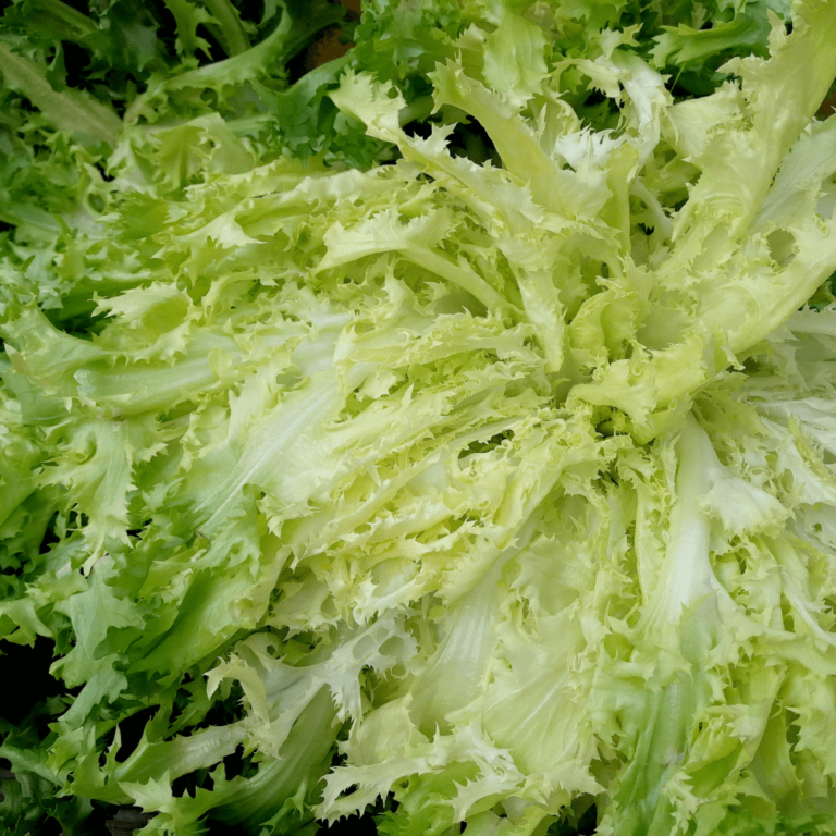 Fresh escarole leaves, showcasing crisp texture and vibrant green color, perfect for salads or cooking.