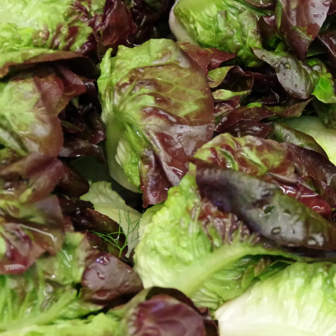 Fresh red leaf lettuce in a vibrant display, showcasing crisp leaves and rich color for healthy salads or dishes.