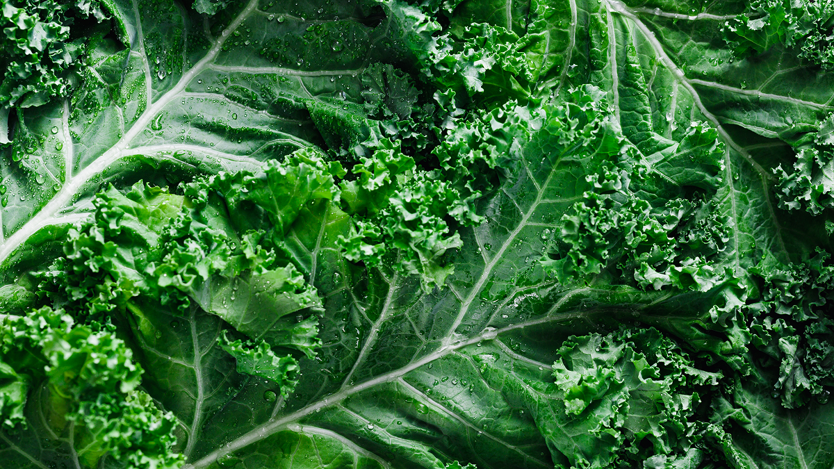 Kale-image-2 Kale-image-2
