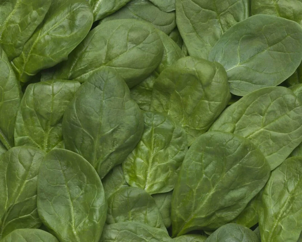 Spinach Nutrition The Many Health Benefits of Spinach Taylor Farms